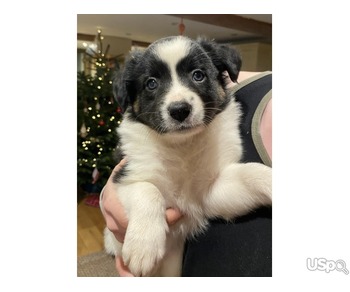 Tri-coloured Collie puppies for sale