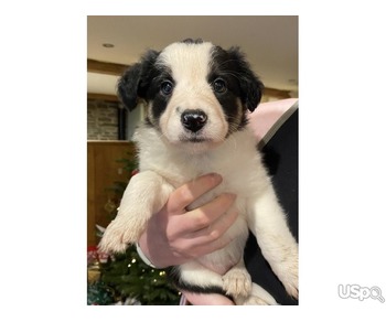 Tri-coloured Collie puppies for sale