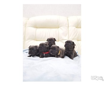 French bulldog puppies for sale