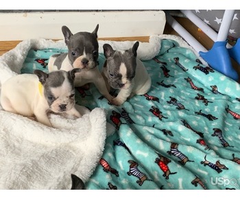 French bulldog puppies for sale