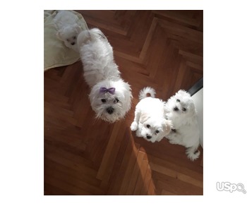 Teacup Maltese Puppies Needs a New Family