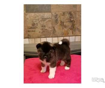 AKITA Puppies For Rehoming