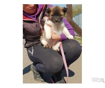 AKITA Puppies For Rehoming