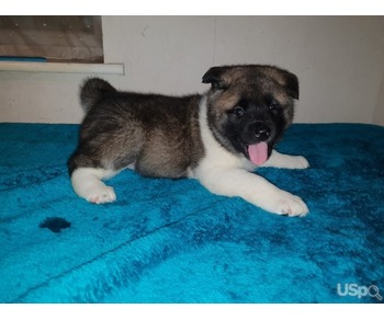 AKITA Puppies For Rehoming