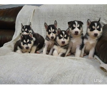 beautiful blue husky puppies