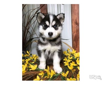 beautiful blue husky puppies