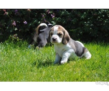 beautiful Beagle Puppies