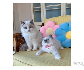 Purebred ragdoll kittens for sale