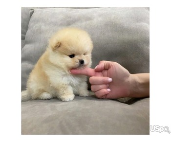 Pomeranian puppy for adoption