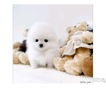 Pomeranian puppy for adoption