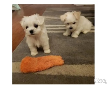 Nice and healthy Maltese puppy available