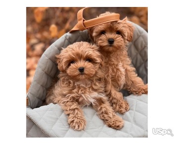 Tiny Maltipoo’s Puppies For Sale