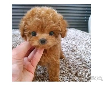 Pure Breed poodle puppy