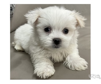 Kc registered Maltese for sale still available