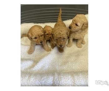 phantom girl boys ready for their 5* homes, lovely outgoing puppies with super temperaments,