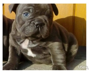 French Bulldog puppies in Blue/ Birndle