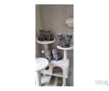 excellently raised quality british shorthair kittens