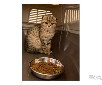 Продам котика Scottish Fold 6 мес.