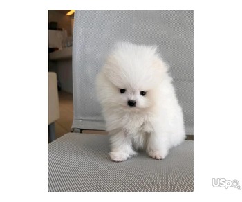 Pomeranian puppy for adoption