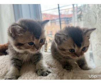 Scottish straight ears kittens