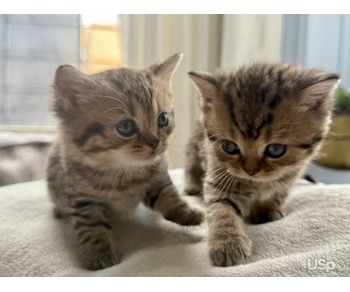 Scottish straight ears kittens