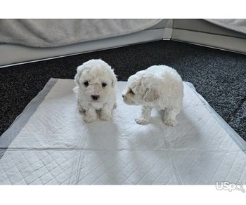 ????Incredible Bichon Frise Puppies! ????????