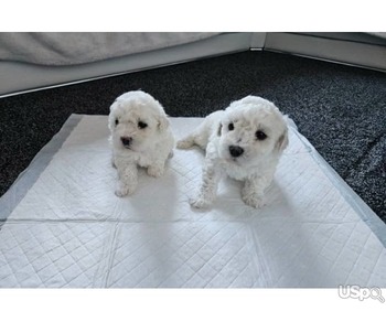 ????Incredible Bichon Frise Puppies! ????????