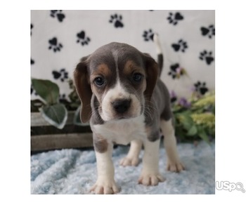 We have 2  lovely little girls beagle puppies looking for their new home