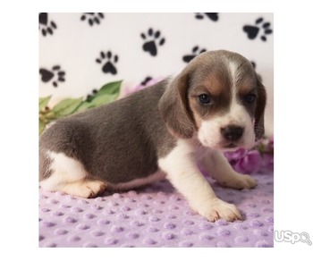 We have 2  lovely little girls beagle puppies looking for their new home