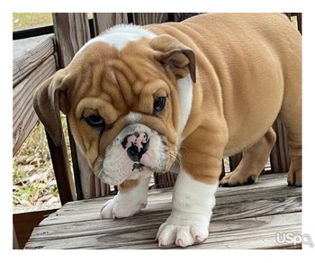 Adorable English Bulldog Puppies