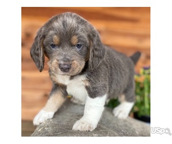 We have 2  lovely little girls beagle puppies looking for their new home