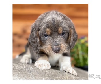 We have 2  lovely little girls beagle puppies looking for their new home