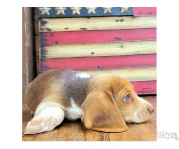 We have 2  lovely little girls beagle puppies looking for their new home