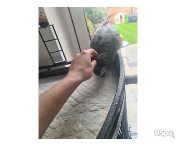 Beautiful male african grey parrot