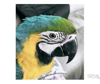 Super Healthy Male Blue & Gold male Macaw