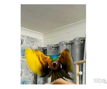 Super Healthy Male Blue & Gold male Macaw