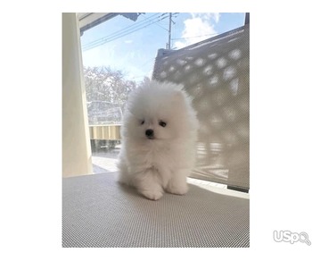 Pomeranian puppy for adoption