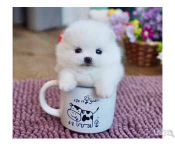 Teacup Pomeranian puppies for sale