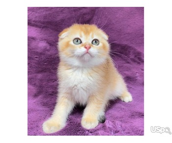 Cute Scottish fold for sale