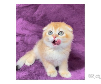 Cute Scottish fold for sale