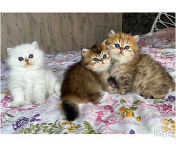 Super Persian kittens for sale