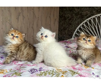 Super Persian kittens for sale