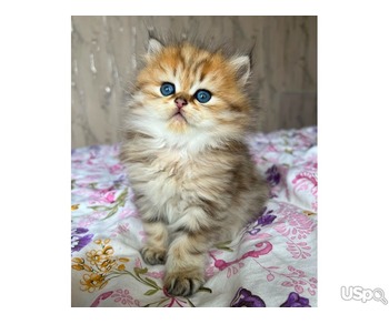 Super Persian kittens for sale