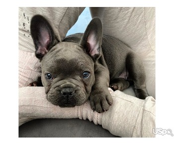 FEMALE FRENCH BULL DOG PUPPY