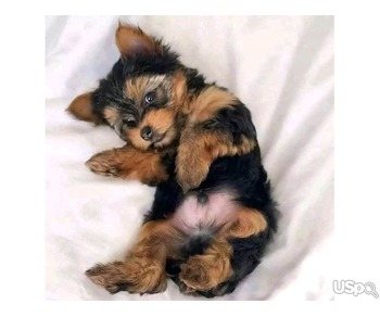 Yorkie puppy for adoption