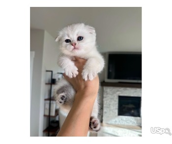 White Scottish fold kittens for sale