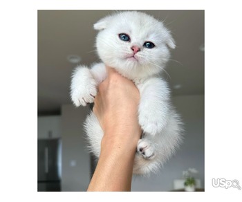 White Scottish fold kittens for sale