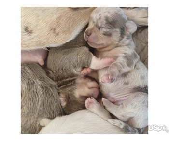 Cutie French bulldog