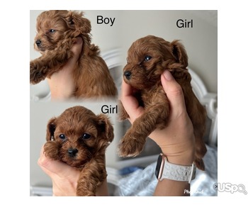 Toy poodle