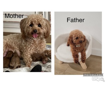 Toy poodle